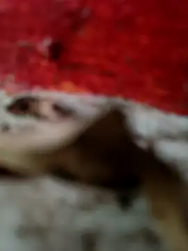 Snapshot of himvilohi08 chatting on October 2025 12:50:01 PM himvilohi08 online show from October 2025 12:50:01 PM