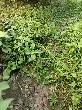 Snapshot of himvilohi08 chatting on October 2025 11:55:01 AM himvilohi08 online show from October 2025 11:55:01 AM