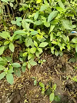 Snapshot of himvilohi08 chatting on October 2025 11:21:01 AM himvilohi08 online show from October 2025 11:21:01 AM