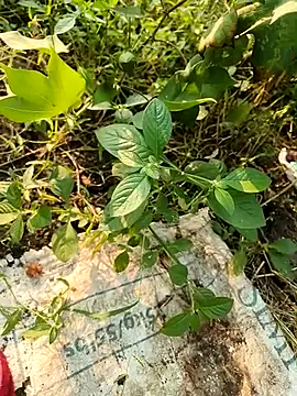 Snapshot of himvilohi08 chatting on October 2025 10:49:01 AM himvilohi08 online show from October 2025 10:49:01 AM