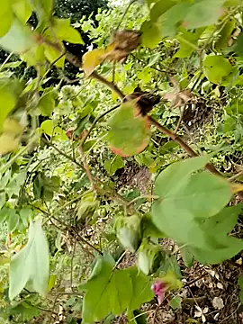 Snapshot of himvilohi08 chatting on October 2025 11:50:01 AM himvilohi08 online show from October 2025 11:50:01 AM