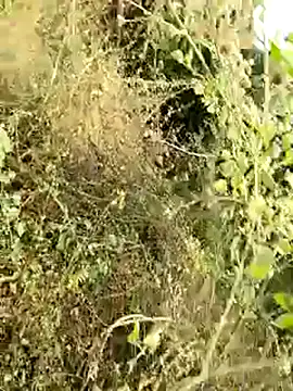 Snapshot of himvilohi08 chatting on January 2026 04:15:01 AM himvilohi08 online show from January 2026 04:15:01 AM