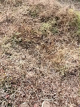 Snapshot of himvilohi08 chatting on January 2026 04:04:01 AM himvilohi08 online show from January 2026 04:04:01 AM