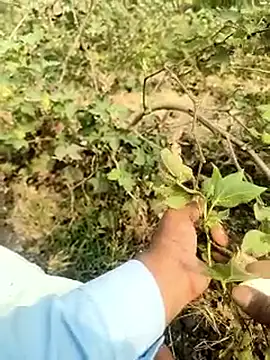 Snapshot of himvilohi08 chatting on February 2026 04:39:02 AM himvilohi08 online show from February 2026 04:39:02 AM