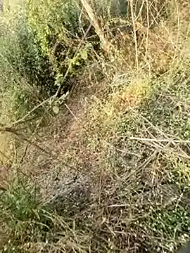 Snapshot of himvilohi08 chatting on February 2026 03:11:01 AM himvilohi08 online show from February 2026 03:11:01 AM