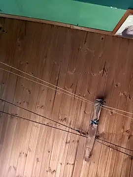 Ridick2025 online show from November 2025 05:20:01 PM