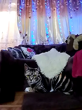 SquirtMilf00 online show from February 2025 07:10:01 AM