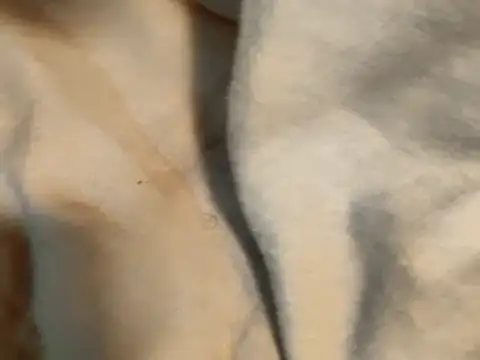 Snapshot of Pollagorda_34877 chatting on November 2025 12:38:01 PM Pollagorda 34877 online show from November 2025 12:38:01 PM