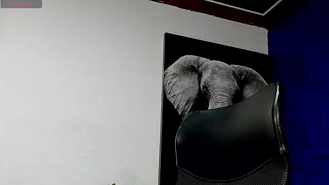 king falconer online show from November 2025 01:44:02 AM