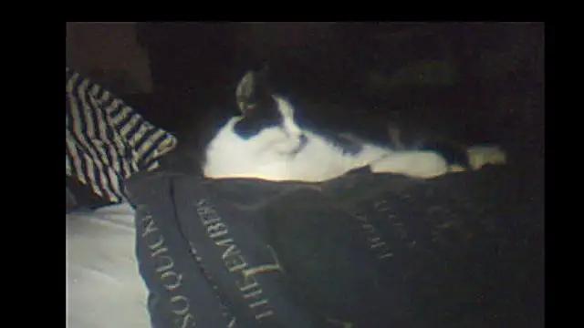 Snapshot of pietje1991 chatting on January 2026 09:17:01 PM pietje1991 online show from January 2026 09:17:01 PM