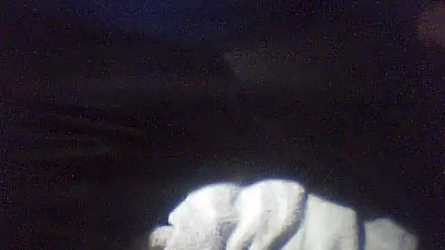 Snapshot of pietje1991 chatting on February 2026 01:10:02 AM pietje1991 online show from February 2026 01:10:02 AM