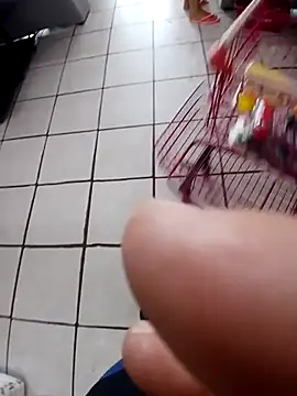 Snapshot of cicinha3657 chatting on February 2026 06:30:01 PM cicinha3657 online show from February 2026 06:30:01 PM