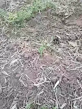 sonotutto online show from October 2025 05:54:02 PM