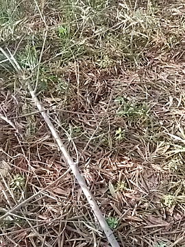 sonotutto online show from October 2025 08:02:02 AM