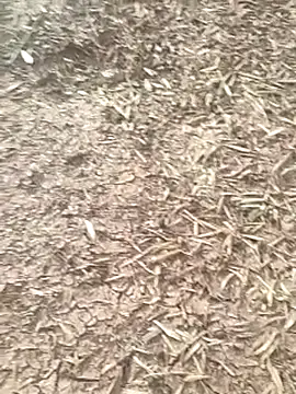 sonotutto online show from October 2025 08:04:02 AM