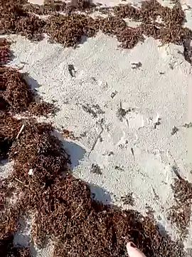 sarahkat86 online show from October 2025 01:09:01 PM