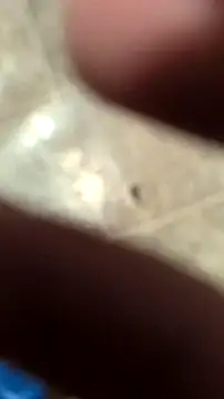 DecimalPoint222InchCock online show from November 2025 11:15:02 PM