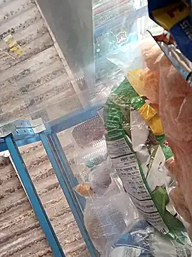 Lorenasex online show from November 2025 12:02:02 PM