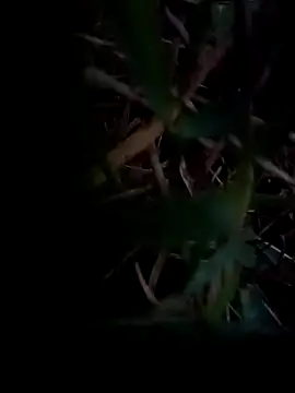 dolphiinn online show from February 2026 01:04:02 AM