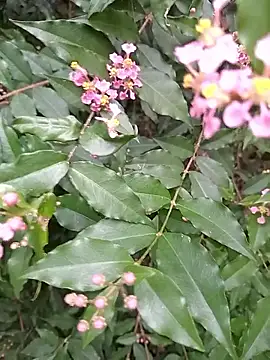 Thaohoa love online show from September 2025 02:22:01 AM