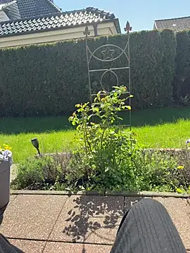 jovi Yeylo187 online show from April 2026 11:49:01 AM