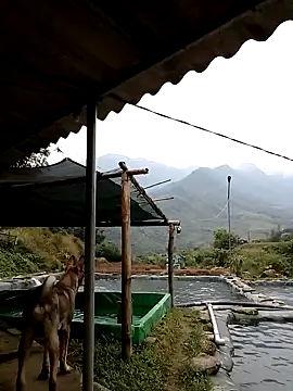 ngan-cute online show from November 2025 02:21:01 AM