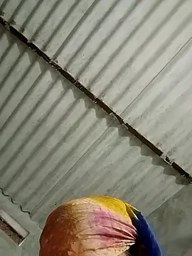 Snapshot of Payal950 chatting on January 2026 01:32:02 AM Payal950 online show from January 2026 01:32:02 AM