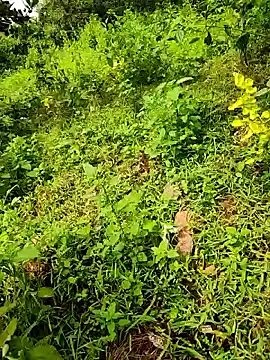 Snapshot of telugumodda4396 chatting on September 2025 08:06:01 AM telugumodda4396 online show from September 2025 08:06:01 AM