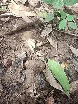 Snapshot of telugumodda4396 chatting on October 2025 05:30:01 AM telugumodda4396 online show from October 2025 05:30:01 AM