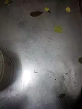 Snapshot of telugumodda4396 chatting on November 2025 09:30:02 AM telugumodda4396 online show from November 2025 09:30:02 AM