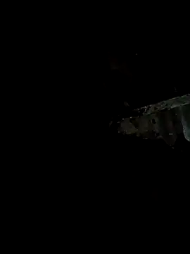 bree-zz online show from January 2026 10:37:01 PM