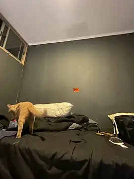 Ignvcivv online show from December 2025 03:38:02 AM