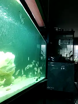 Snapshot of kata_77 chatting on October 2025 03:48:01 AM kata 77 online show from October 2025 03:48:01 AM