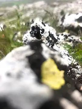 Sert erkek21 ysm online show from April 2026 01:27:01 PM