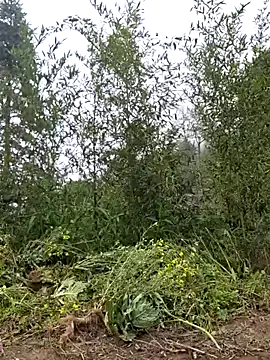 miomio-12 online show from March 2026 03:56:01 AM