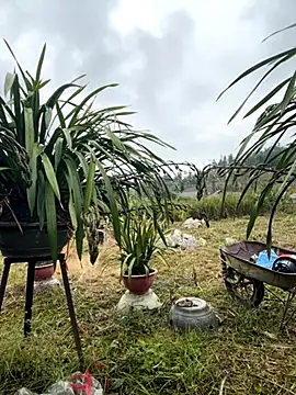 miemie-xx online show from November 2025 01:11:01 AM