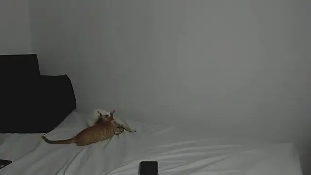 tifanymonroe online show from October 2025 11:00:01 AM