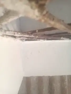 Pallu Asha online show from March 2026 01:32:02 AM