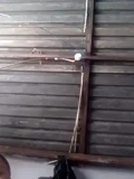 Teddypuer online show from November 2025 11:53:01 AM