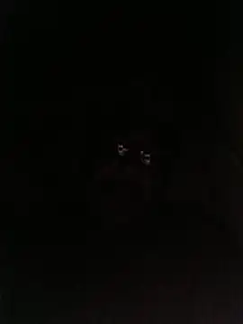 Snapshot of bruno_324278 chatting on May 2026 02:53:02 AM bruno 324278 online show from May 2026 02:53:02 AM