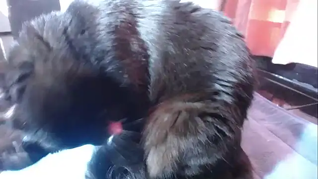 sasha sexy1 online show from March 2026 02:52:01 PM