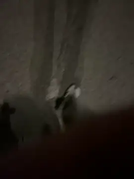 Pumxxxx online show from November 2025 04:16:01 AM