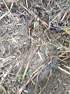 Pampirara online show from March 2026 09:14:02 AM