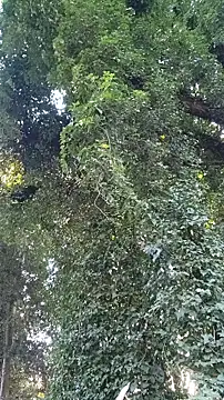 Horny hippie online show from October 2025 09:33:01 PM