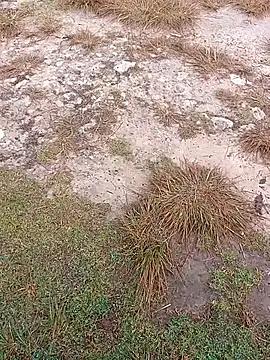 sexygosht online show from December 2025 02:33:02 PM