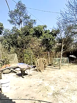 Snapshot of neko-nancy chatting on February 2026 07:04:02 AM neko-nancy online show from February 2026 07:04:02 AM