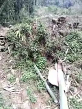 Snapshot of neko-nancy chatting on February 2026 07:07:01 AM neko-nancy online show from February 2026 07:07:01 AM