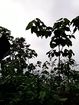 galaxy898 online show from March 2026 10:54:02 AM