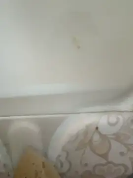 Pagelboy 089 online show from February 2026 08:43:01 AM