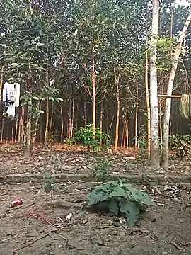 Nuna 689 online show from March 2026 09:21:02 AM